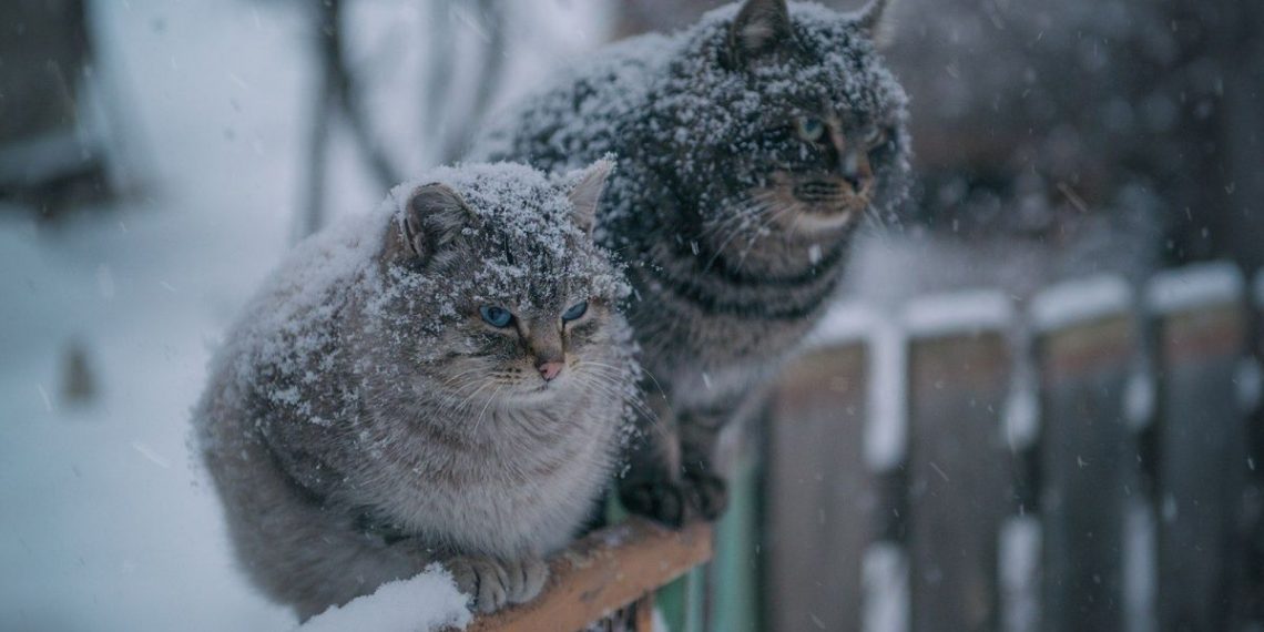 Фото ілюстративне з мережі Інтернет