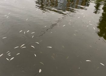 мальки риб на Тернопільському ставі// Фото: Файне місто