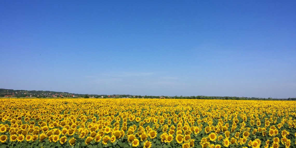 Фото ілюстративне // Джерело: Pexels