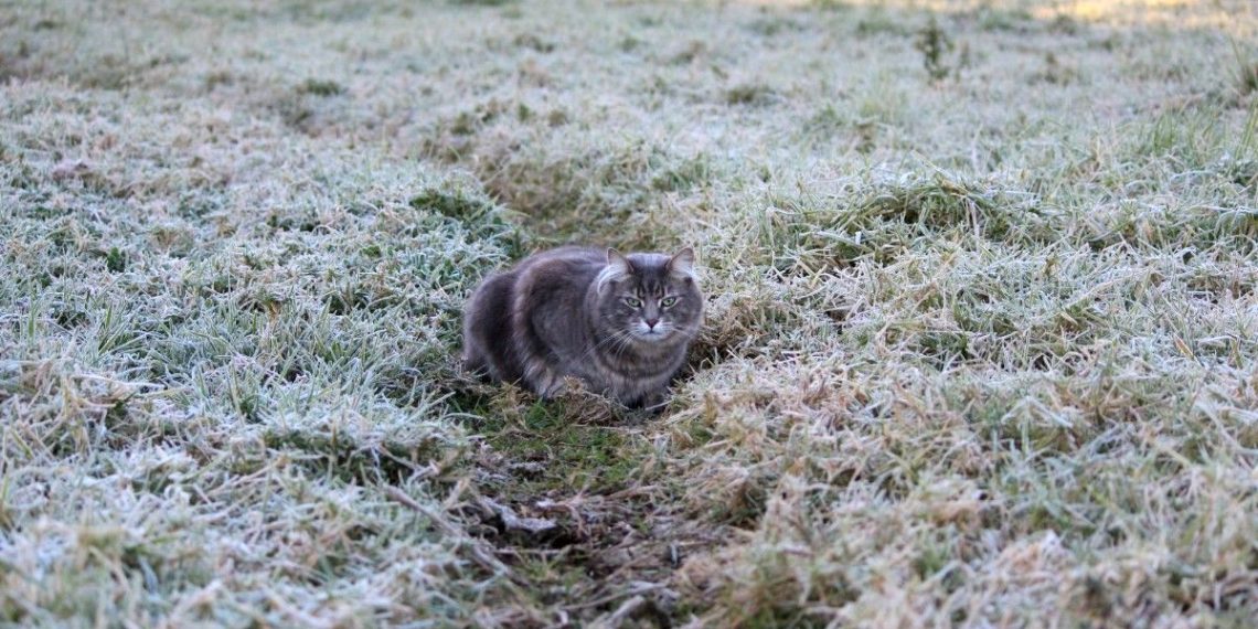 Фото ілюстративне з мережі Інтернет
