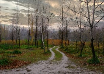 Фото: з вільних джерел