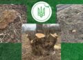 Незаконна вирубка 248 дерев на Тернопільщині
