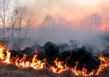 Фото: ілюстративне/з вільних джерел