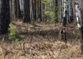 Фото: ілюстративне/з вільних джерел