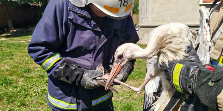 Фото: Головне управління ДСНС України у Тернопільській області