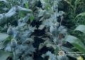 Фото: ГУНП в Тернопільській області