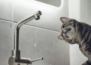 Фото: ілюстративне/з вільних джерел