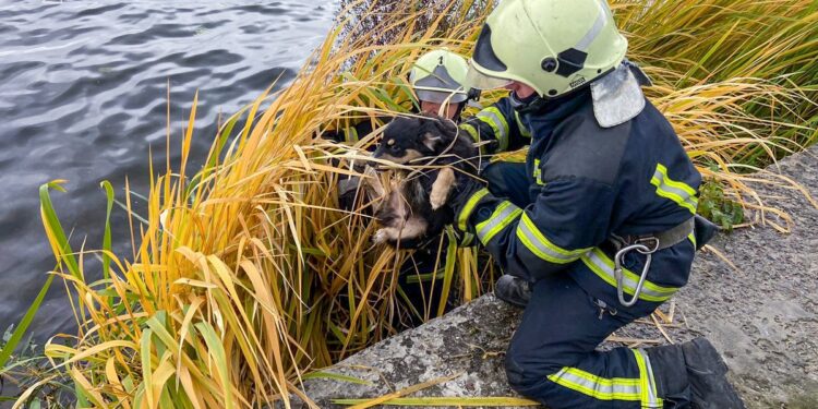 Фото: Головне управління ДСНС України у Тернопільській області