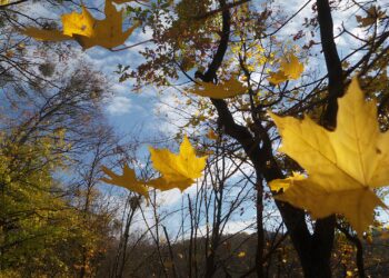 Фото: ілюстративне /з вільних джерел