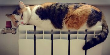 Фото: ілюстративне/з вільних джерел