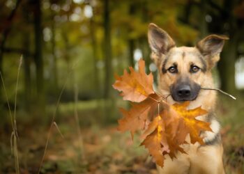 Фото: ілюстративне/з вільних джерел