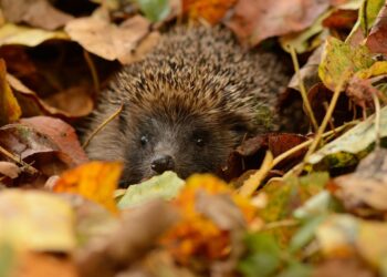 Фото: ілюстративне/з вільних джерел