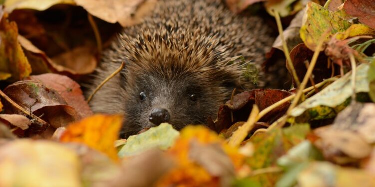 Фото: ілюстративне/з вільних джерел