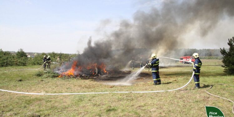 Фото: Ліси України