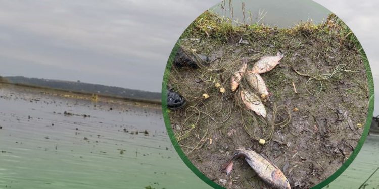 Фото: Державна екологічна інспекція у Тернопільській області