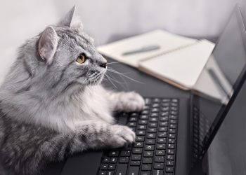 Фото: ілюстративне/з вільних джерел