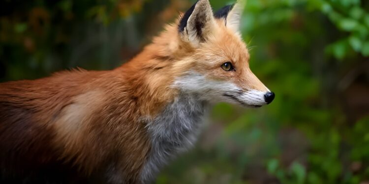 Фото: ілюстративне/з вільних джерел