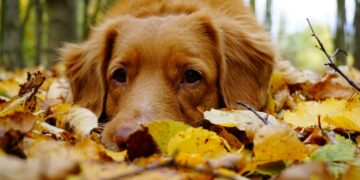 Фото: ілюстративне/з вільних джерел