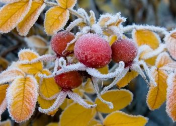 Фото: ілюстративне/з вільних джерел