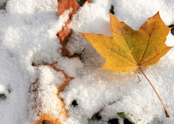 Фото: ілюстративне/з вільних джерел