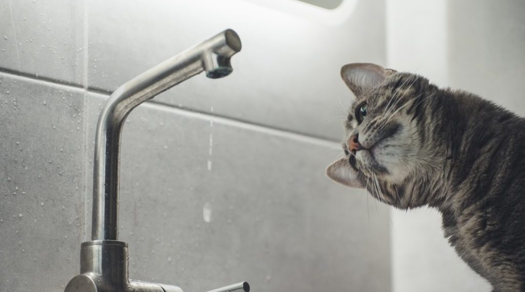 Фото: ілюстративне/з вільних джерел