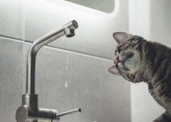 Фото: ілюстративне/з вільних джерел