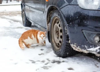 Фото: ілюстративне/з вільних джерел