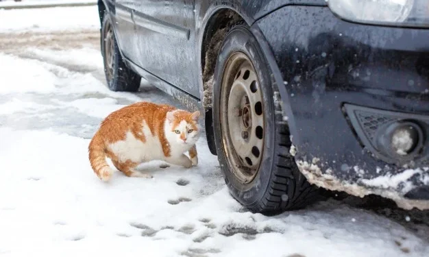 Фото: ілюстративне/з вільних джерел