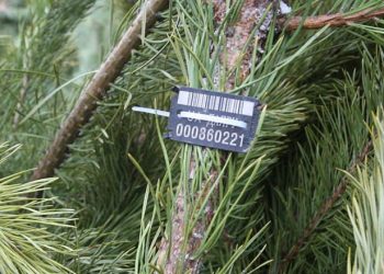 Фото: ілюстративне/з вільних джерел