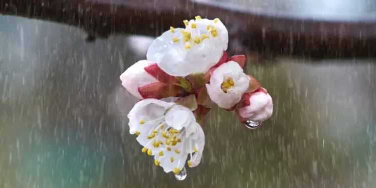 Фото з мережі інтернет